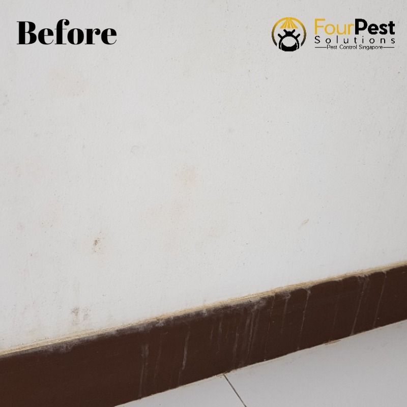 Mold Fungal Removal Services Four Solutions Pest Control